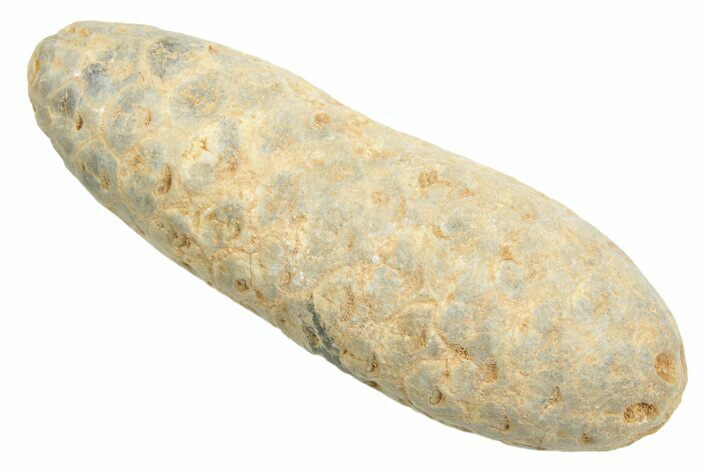 Fossil Cycadophyte Seed Cone - Boujdour, Morocco #348999